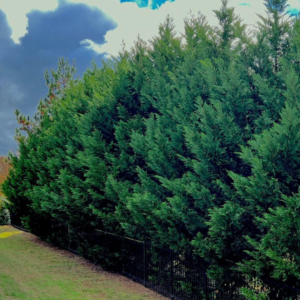 Leyland Cypress Cuttings 10 Pack - Fast Growing Evergreen Privacy Screen - Hedge Plants - Zones 6-10 - Conifer, Landscaping, Windbreak