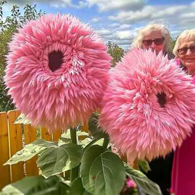 Pink Enchanting Giant Teddy Bear Sunflower Seeds – Rare Fluffy Pink Blooms, Easy to Grow Pollinator-Friendly Garden Flower, Helianthus annuus