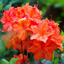Fireball Azalea Rhododendron Starter Plant - Red Blooms, Deciduous Shrub for Outdoor Landscaping