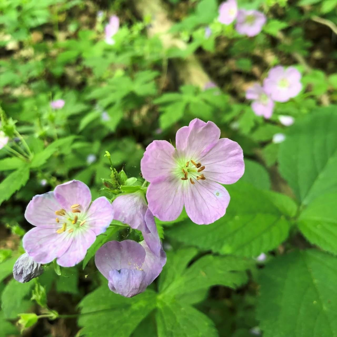 5 Bare Root Cranesbill Wild Geranium Plants - Geranium maculatum, Native Perennial Shade Wildflower, Pollinator-Friendly Ground Cover
