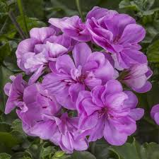 Lavender Pelargonium Peltatum Trailing Ivy Geranium Cuttings – 6" Unrooted Live Plants for Hanging Baskets & Containers