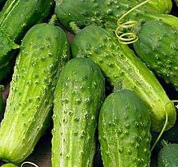 100+ Pickling Cucumber Seeds | Cucumis sativus | Compact, Crisp Variety for Pickles & Gardens | Non-GMO Vegetable Seeds