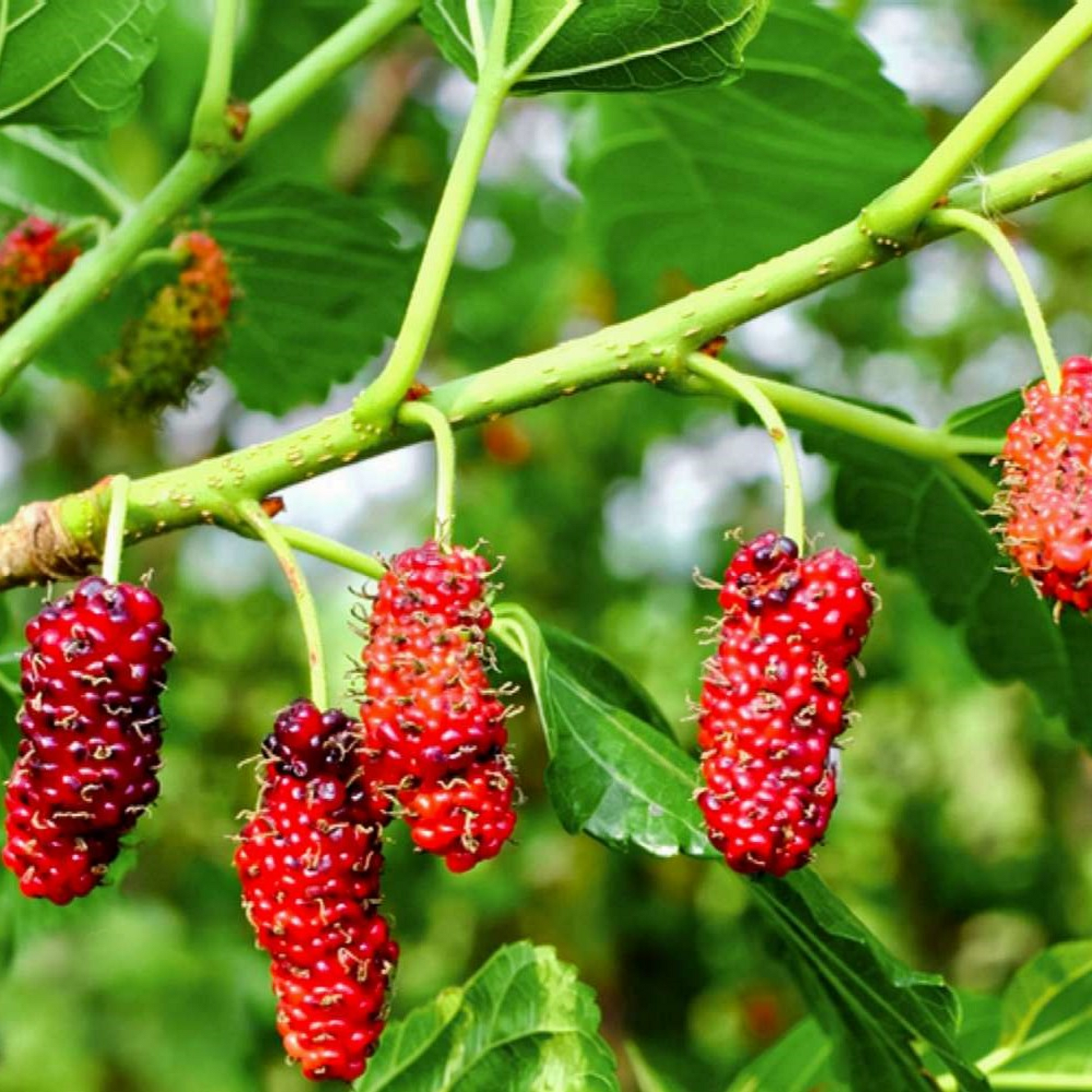 Texas Mulberry Tree Cuttings - Morus spp. 12 Unrooted Hardwood Stems 7-10" Drought Tolerant Edible Berries USDA Zones 6-9