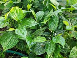 12 Piper Sarmentosum Bareroot Cuttings - Wild Betel Leaf Thai Herb Culinary Plant for Gardening
