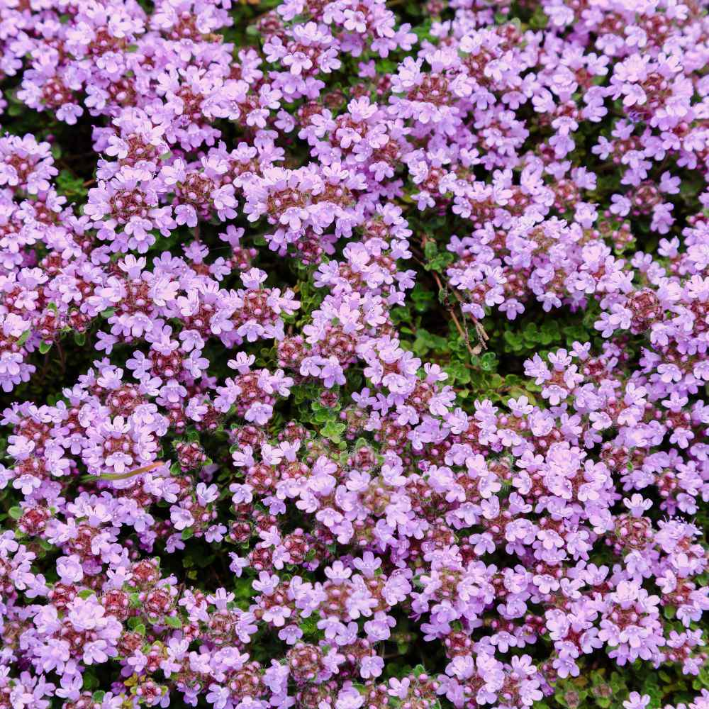 Creeping Thyme Seeds - Wild Groundcover, Perennial, Purple Flowers, Bee-Friendly, Drought Tolerant, Non-GMO, Fragrant, Low Maintenance