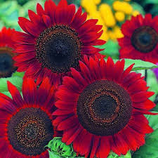 Red Sun Sunflower Seeds | Helianthus annuus | Deep Red Blooms for Cut Flowers & Pollinator Gardens
