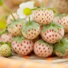 White Strawberry Seeds | Pineberry Fragaria x ananassa | Non-GMO Edible Garden & Container Planting