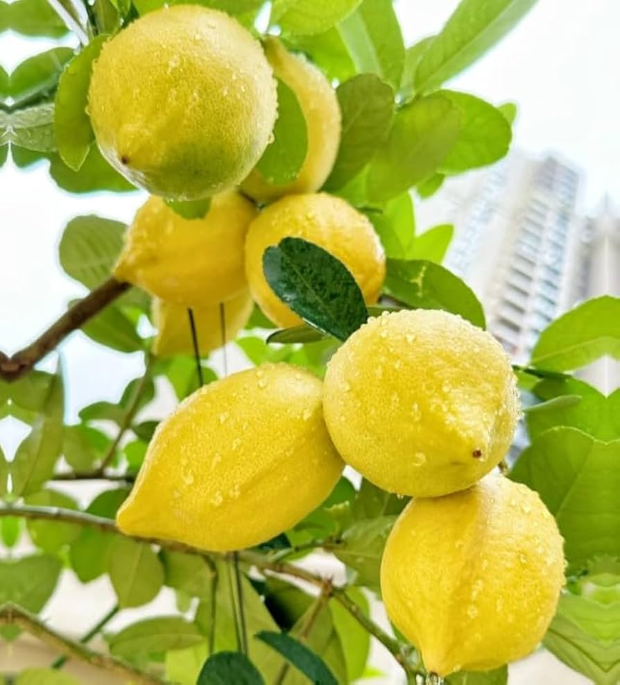30 Perfume Lemon Seeds - Grow Citrus Bonsai, Fragrant Lemon Tree, Juicy Fruit, Indoor & Outdoor Cultivation, Citrus limon