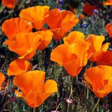 1,000 California Poppy Seeds | Eschscholzia californica | Non-GMO Wildflower for Pollinator Gardens & Dry Landscapes