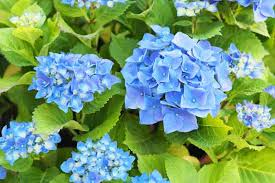 Set of 5 Blue Hydrangea Bushes | Hydrangea macrophylla | Old-Fashioned Variety for Gardens & Borders