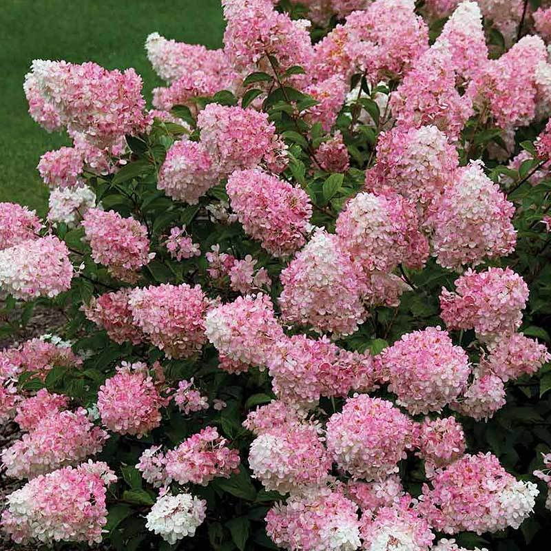 Hydrangea paniculata 'Vanillastrawberry' Cuttings – 6 Rooted Shrubs with Pink/White Flowers, USDA Zones 4-9, Full Sun/Part Shade