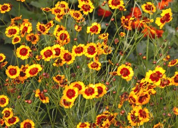 Plains Coreopsis Wildflower Seeds - Coreopsis tinctoria - Vibrant Yellow & Red Blooms for Pollinator Gardens