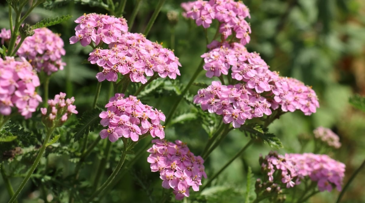 Yarrow Live Plant, Achillea Millefolium, Perennial Flower for Pollinators, Garden, Bees & Butterflies, Drought-Tolerant