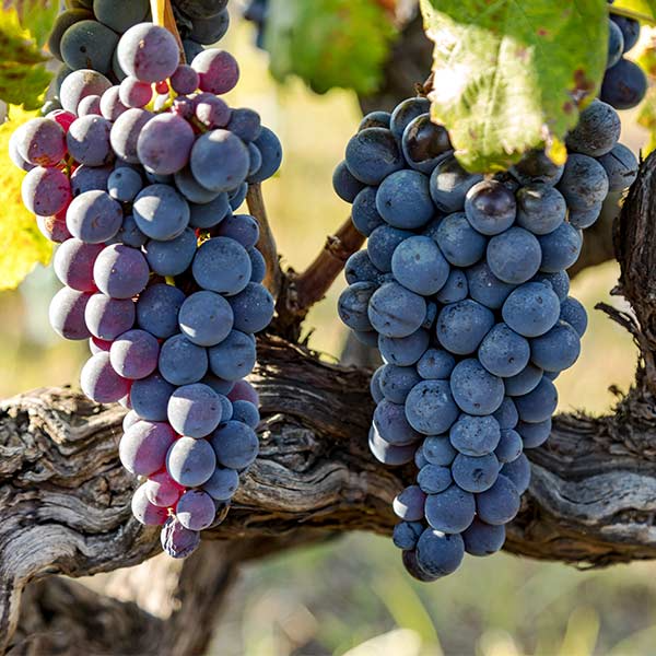 Vitis vinifera 'Jupiter' Seedless Grape Cuttings – Blue Table Vine for Zones 6-9