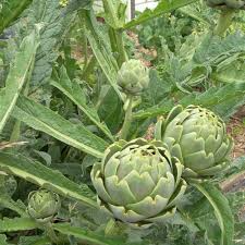 Green Globe Artichoke Seeds | Cynara scolymus Heirloom for Planting & Culinary Use | Large Tender Buds