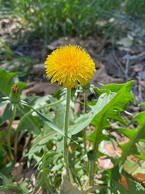 250 Dandelion Seeds | Taraxacum officinale Wildflower for Pollinator Gardens & Natural Landscaping