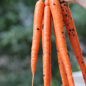 Tendersweet Carrot Seeds - Heirloom Non-GMO, Sweet Crunchy Roots, Garden Bed & Container Planting, Daucus carota subsp. sativus