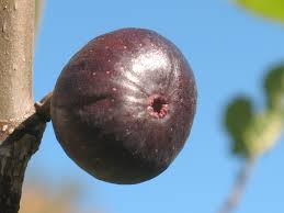 Kathleen's Black Fig Cutting - Unrooted Ficus carica Propagation for Grafting & Rooting - 8 Inches, 3+ Nodes