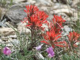 300 Seeds Castilleja angustifolia v. dubia Northwestern Indian Paintbrush - Native Red Wildflower for Pollinator Gardens