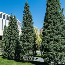 Set of 5 Carolina Sapphire Cypress Trees - Cupressus arizonica, 12–24" Live Evergreen for Privacy & Landscaping