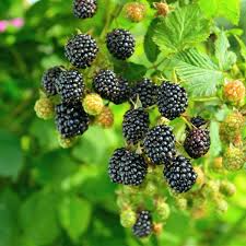 Prime-Ark 45 Blackberry Plants | Floricane Fruit Bushes | Edible Blackberries | Live Starter Plants for Gardens & Orchards