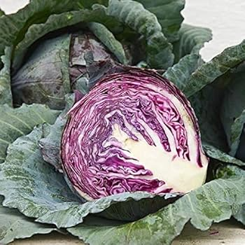 250+ Red Acre Cabbage Seeds | Brassica oleracea | Non-GMO Heirloom Purple Cabbage for Cool Season Gardens