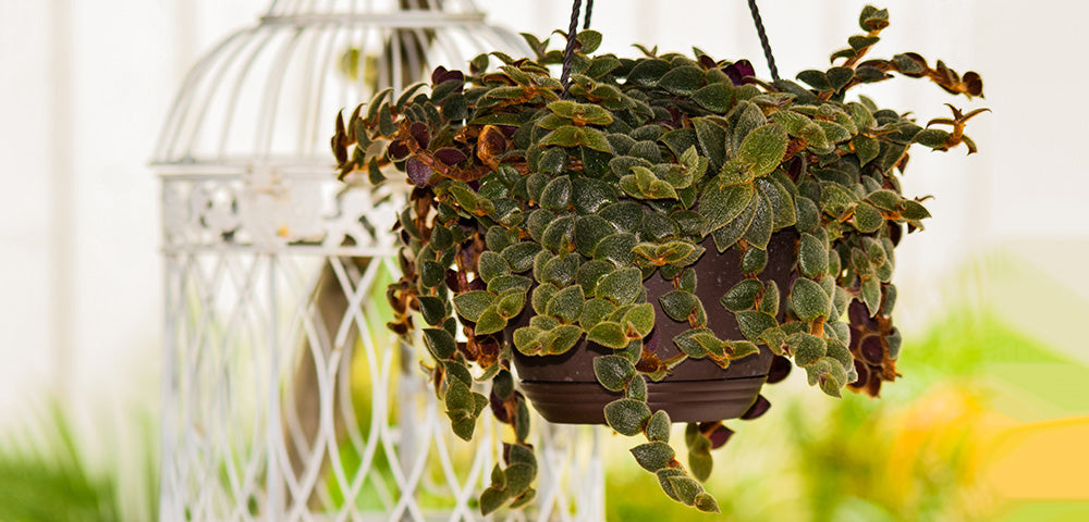 Teddy Bear Vine Cuttings, Cissus Discolor, Trailing Houseplant, Tropical Indoor Plant, Easy Care, Rooting Propagation