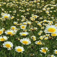 1000 Garland Daisy Seeds Glebionis coronaria Edible Chrysanthemum Herb Flower Non-GMO Asian Greens