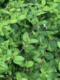 Lonicera japonica Hal's Honeysuckle Cuttings - Unrooted Vines with White & Yellow Flowers, Flowering Garden Vines, Zone 4