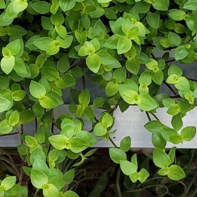 Tradescantia Bolivian Rooted Cutting - Trailing Houseplant with Purple-Green Foliage, Pet-Friendly, Indoor Vine, Easy Care