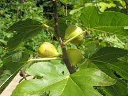 Brooklyn White Fig Cuttings with Willow Water for Rooting, Unrooted Fig Propagation, Fresh Figs, Fig Tree Growing Supplies