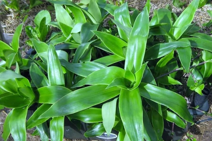 Unrooted Callisia Fragrans Cuttings – Home Ginseng Indoor Houseplant with Variegated Green Pink White Foliage