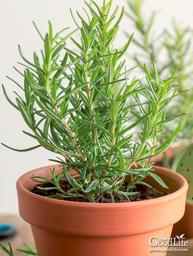 Organic Rosemary Herb Cuttings 9-Pack, Rosmarinus Officinalis, Unrooted 10" for Propagation and Culinary Use