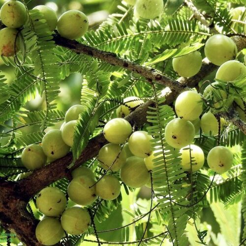 Starter Amla Plant (Emblica officinalis) 12-24" Live Indian Gooseberry Tree for Tropical Gardens