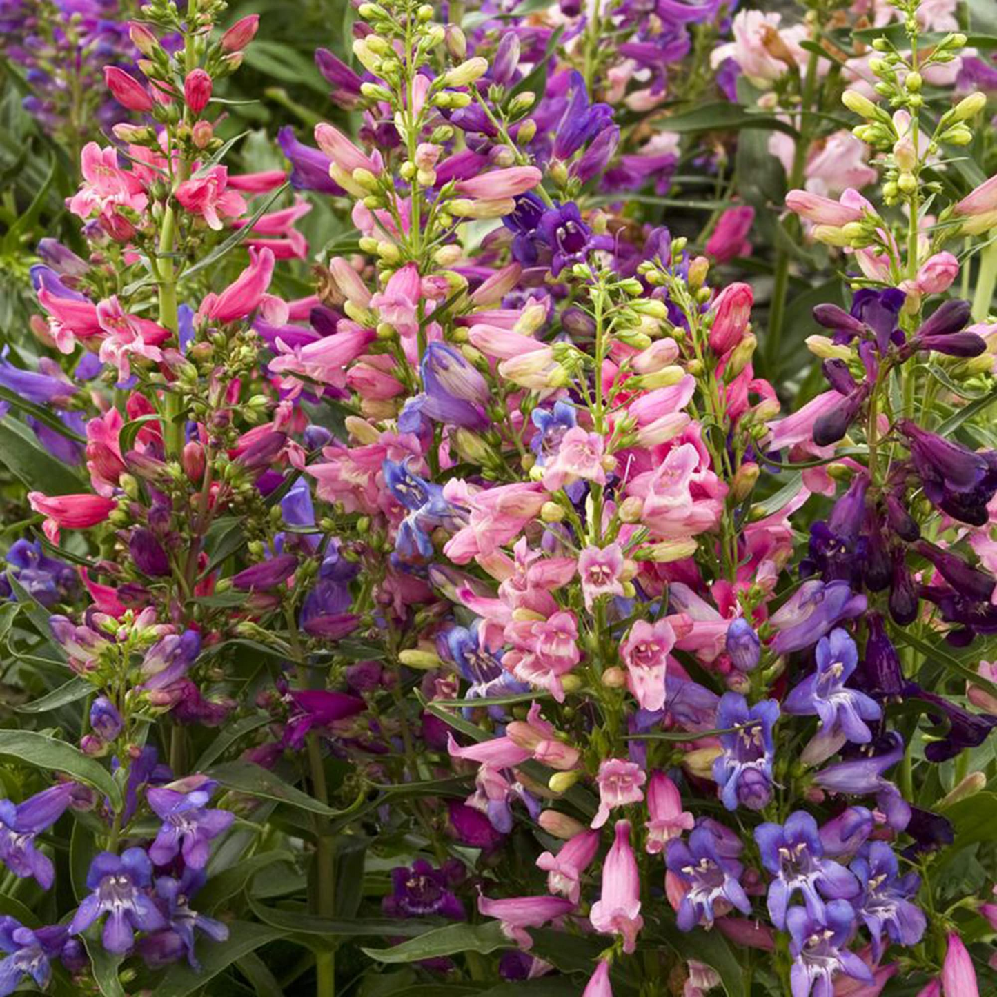 Penstemon Commarhenus Seeds – Dusky Beardtongue Native Perennial Wildflower for Pollinator Gardens & Meadows
