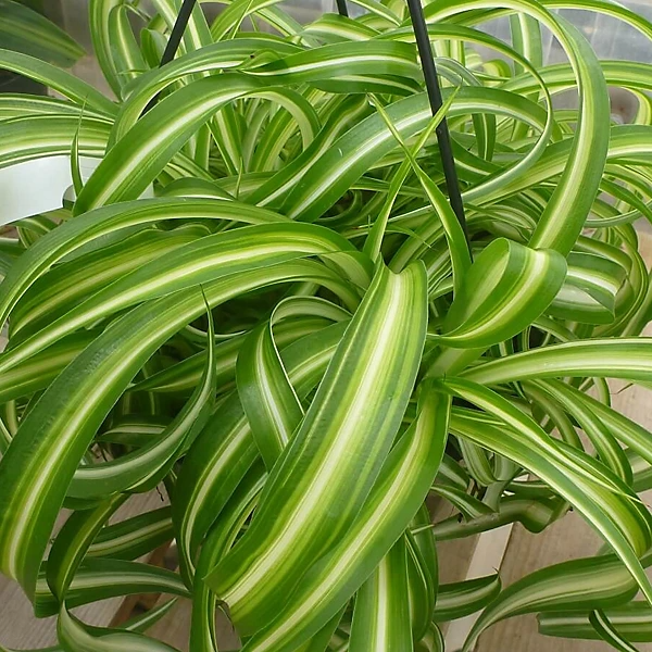 Spider Plant Variety Pack | Live Indoor Air-Purifying Starter Plants | Ocean, Hawaiian, Green, Bonnie Curly Chlorophytum comosum