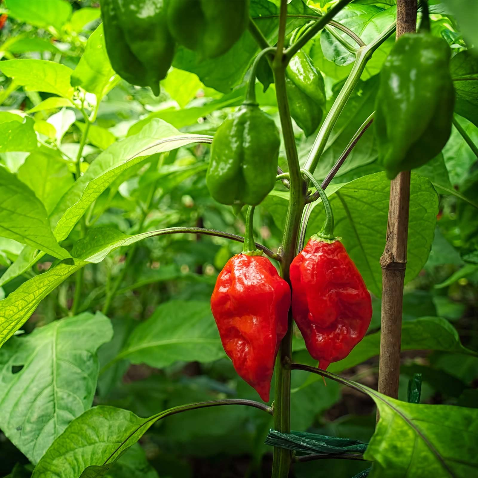 Ghost Pepper Seeds | Bhut Jolokia | Extremely Hot Non-GMO Chili for Spicy Gardens & Containers | Capsicum Chinense