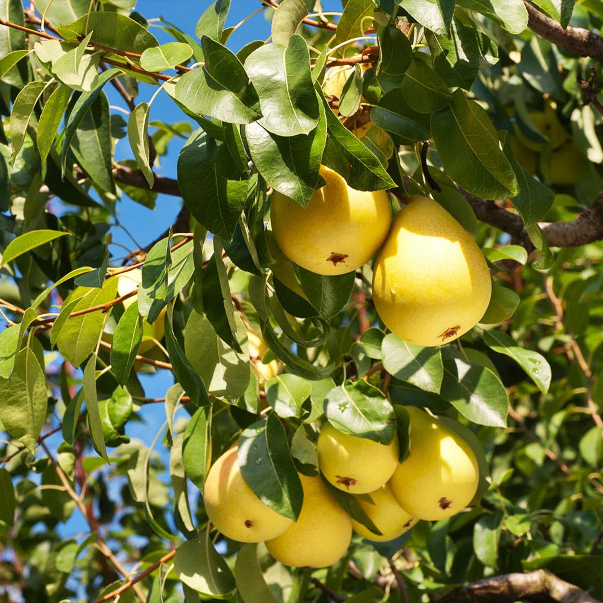 Organic Pear Tree Cuttings - 5 Unrooted Propagation Stock, 10" Long, Hardy Fruit Tree, Grow Your Own Pears, Organic Gardening