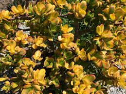 Crassula ovata Hummel's Sunset Golden Jade Succulent Cuttings 3-4 Inches, Drought Tolerant Indoor Houseplant
