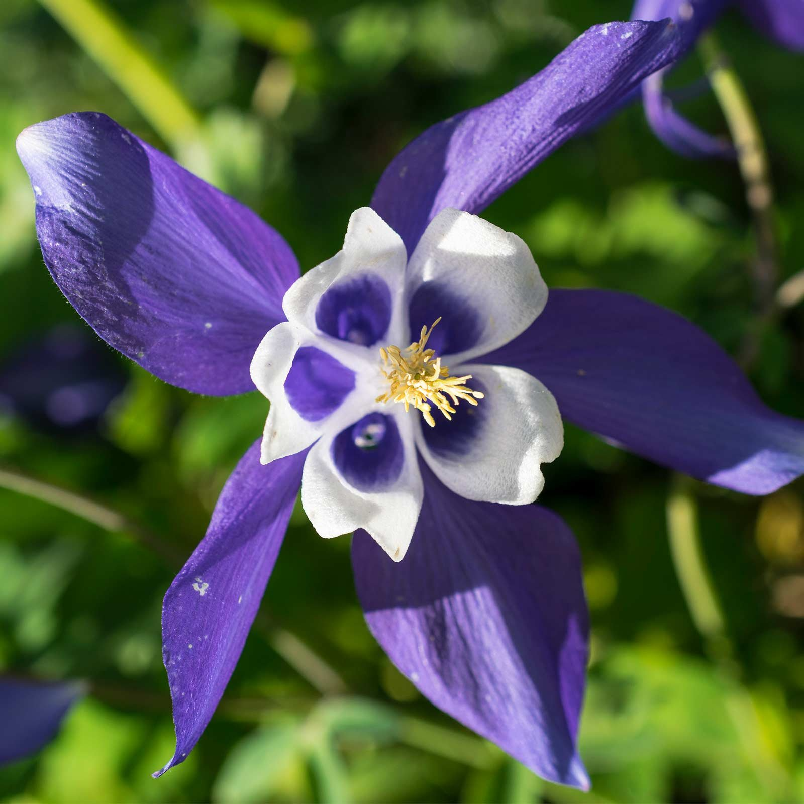 Blue Columbine Seeds | Aquilegia coerulea | Colorado State Flower | Non-GMO Perennial Wildflower for Pollinator Gardens