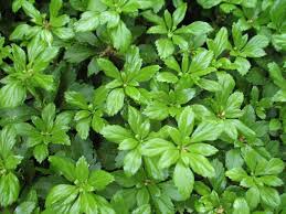 Pachysandra Cuttings - 10 Live Japanese Spurge Ground Cover Plants, Evergreen Shade Plants, Zone 4-8, 3-5 Inches