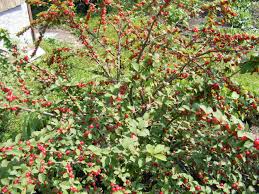 Unrooted Nanking Cherry Cuttings 6-8 Inches Prunus tomentosa Hardy Shrub for Fruit, Wildlife & Landscaping