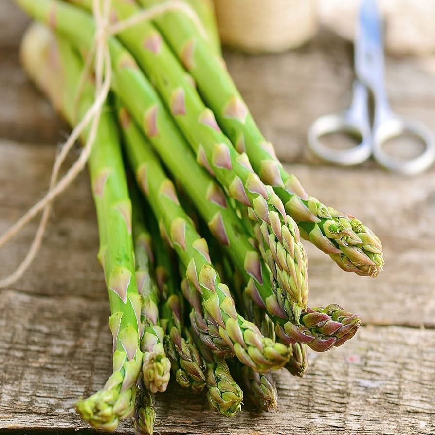 Asparagus Roots 10 Green Jersey Knight Bare Root Crowns High-Yield Perennial USDA Zones 3-10