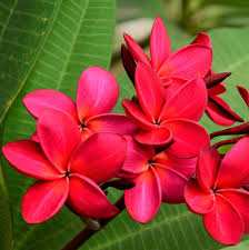 Plumeria Wildfire Red Cuttings – Rare Unrooted Tropical Frangipani, 9-12 Inches, Fragrant Red Flowers, Live Plant for Gardening & Landscaping