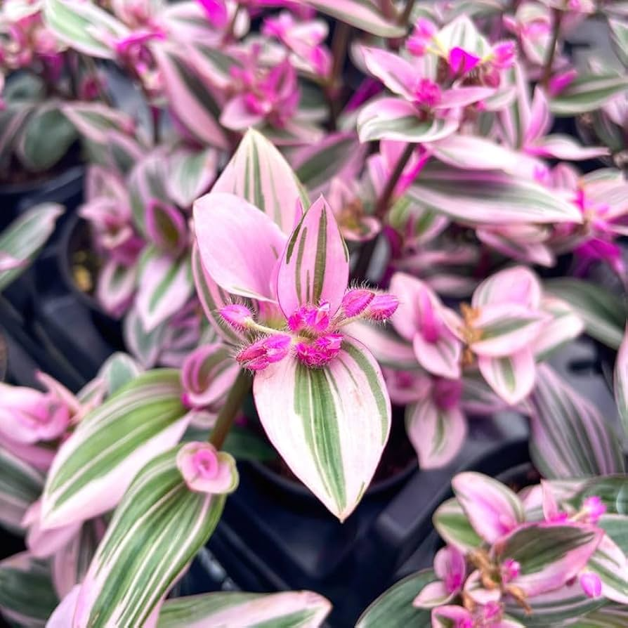 Tradescantia Nanouk Cuttings – Unrooted Trailing Plant with Pink, Purple, Green Variegated Foliage, Houseplant, USDA Zones 9-12
