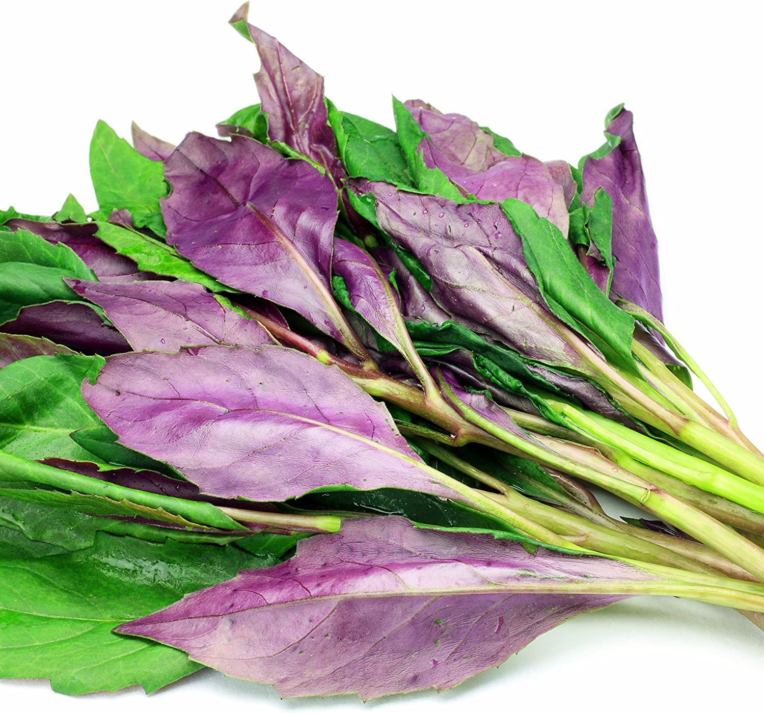Okinawa Spinach Plants - Gynura crepioides, Edible Perennial Green for Warm Climates & Containers, Starter Plants Set of 3