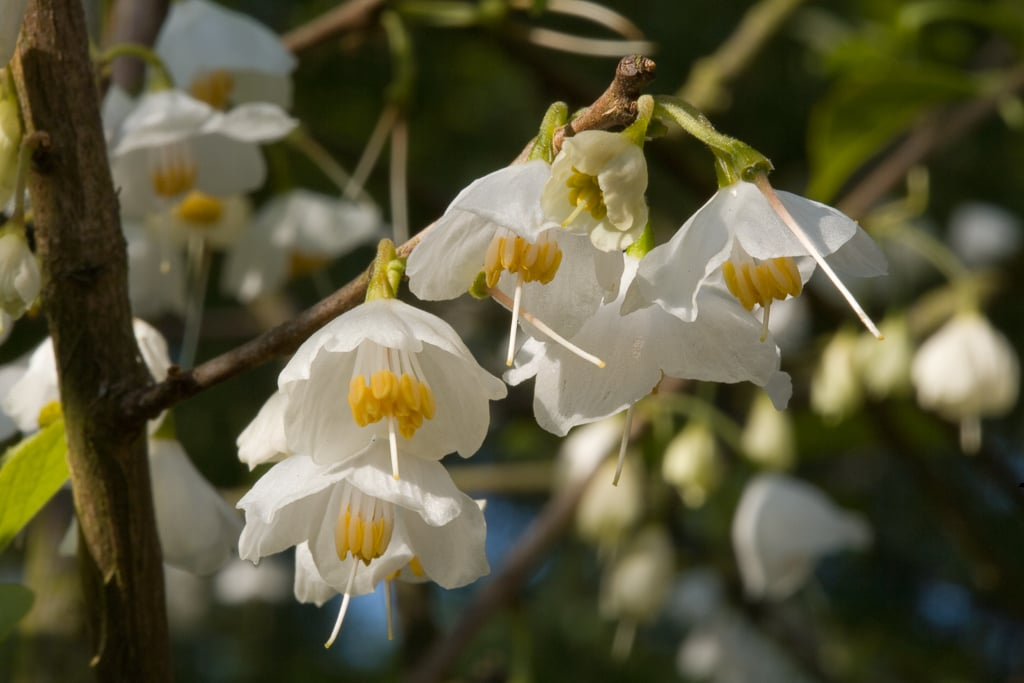 Halesia carolina Cuttings - 5 Stem Pieces of Carolina Silverbell Deciduous Tree for USDA Zones 4-8
