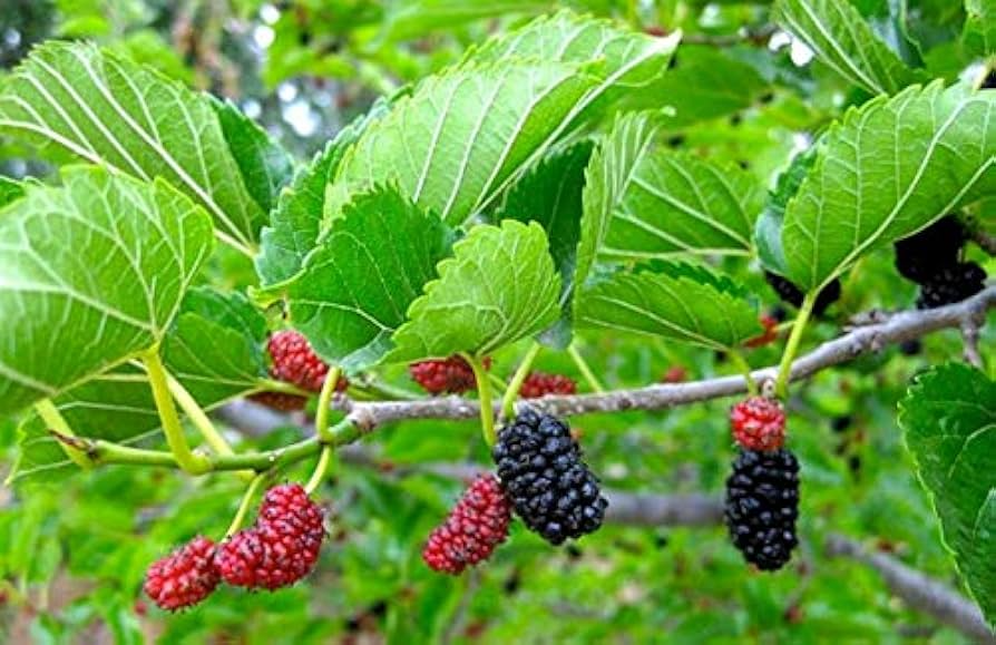 Red Mulberry Tree Bare Root 12–24" Morus rubra Native Fruit Tree for Edible Landscapes & Wildlife
