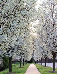 Cleveland Pear Cuttings 10 Pack - Ornamental Pyrus calleryana - Fast Growing Shade Tree with White Spring Blooms