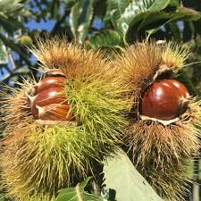 10 Dunstan Chestnut Tree Seeds | Hybrid American x Chinese Chestnut | Edible Nut Tree | Blight-Resistant & Cold Hardy